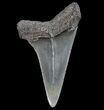 Fossil Mako Shark Tooth - Georgia #75203-1